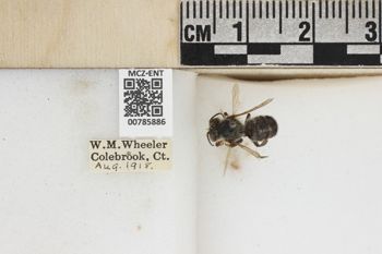 Media type: image;   Entomology 785886 Aspect: labels